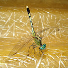 Ground Skimmer Dragonfly(Female)