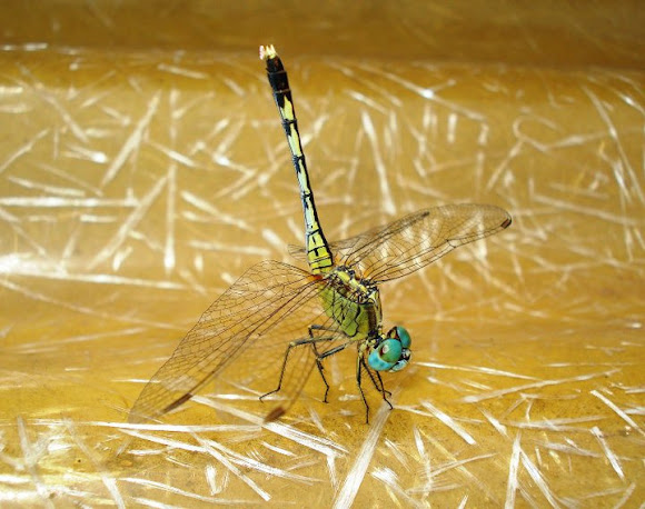 Spotting Image 1