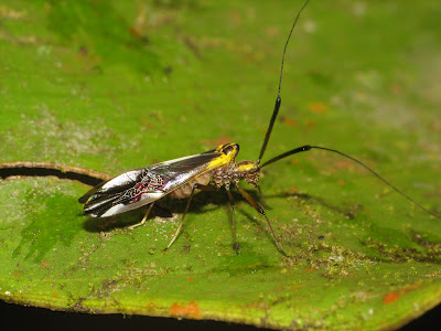crazy looking tropical barklouse