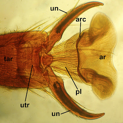 wasp pretarsus