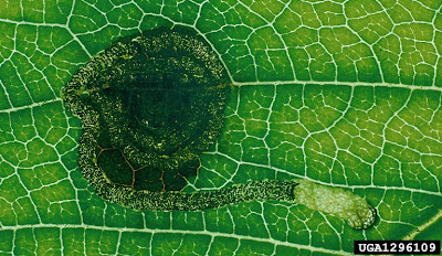 leaf mine
