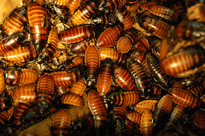 a mass of cockroaches