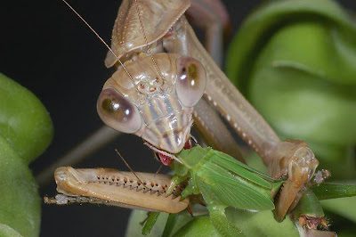 praying mantis eating a grasshopper