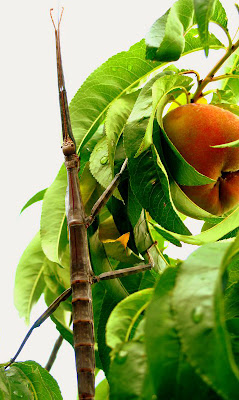 giant walking stick on peach tree