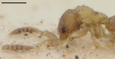blurry lateral habitus view of Archisynarsis wasp