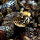 Reptiles and Amphibians of Georgia