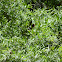 Red-faced warbler