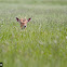 Fallow deer