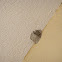 wasp nest