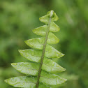 Nephrolepis fern