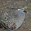 Common Bronzewing