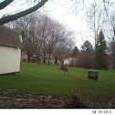 Deer