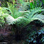 fern
