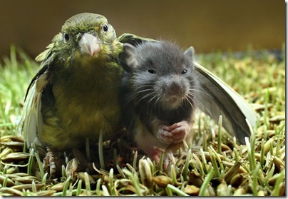 birdmouse