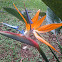 Bird of Paradise