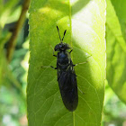 Black Soldier Fly