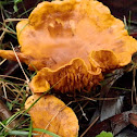 Paxillus infundibuliformis
