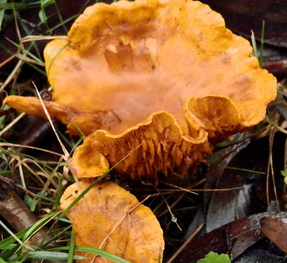 Spotting Image 1