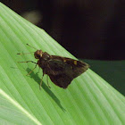 skipper butterfly