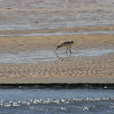Bar-tailed Godwit