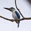 Collared Kingfisher