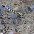 Ground Skimmer