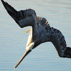 Brown Pelican