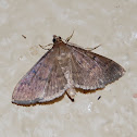 Moth