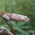 Case Moth