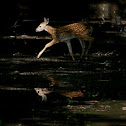White Tail deer