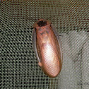 Giant Cave Cockroach