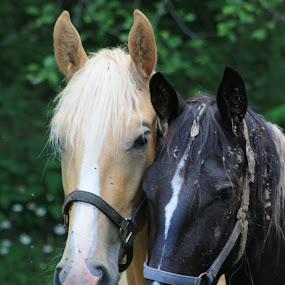 Horse by Courtney Davisson - Animals Horses ( field, horse, buddies, close-up, friend )
