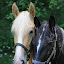 Horse by Courtney Davisson - Animals Horses ( field, horse, buddies, close-up, friend )