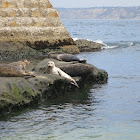 Seals
