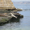 Seals