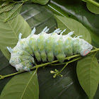 Caterpillar of Atlas Moth