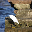 Snowy egret (Garza)
