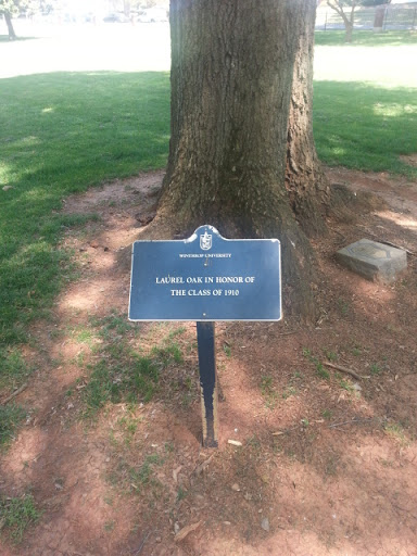 Laurel Oak Tree Honoring Class of 1910