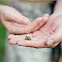 Pacific Chorus Frog (juvenile)