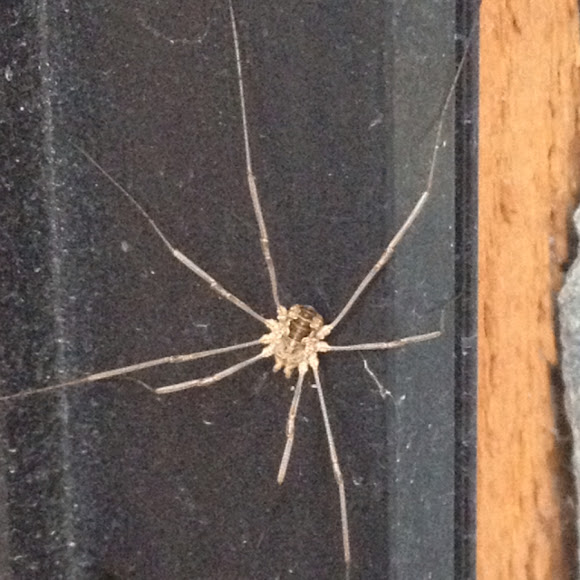 Spotting Image 1