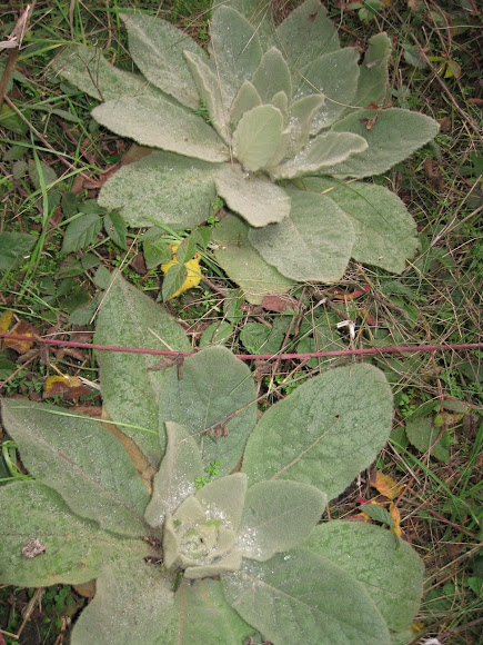 Spotting Image 1