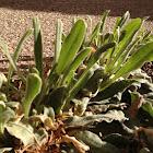 Cow's ear