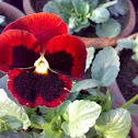 Red Pansy