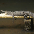 Caiman