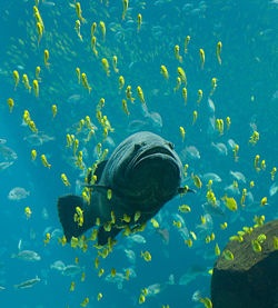 [250px-Georgia_Aquarium_-_Giant_Grouper[6].jpg]