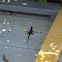Anole