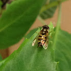 American Hover Fly