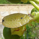 Bronze Orange Bug (Nymph)