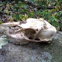 White-tailed deer skull