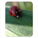 Seven-spotted Ladybug